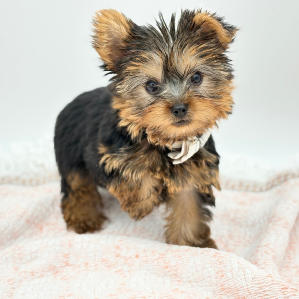 Bran — Yorkshire Terrier — Image 4