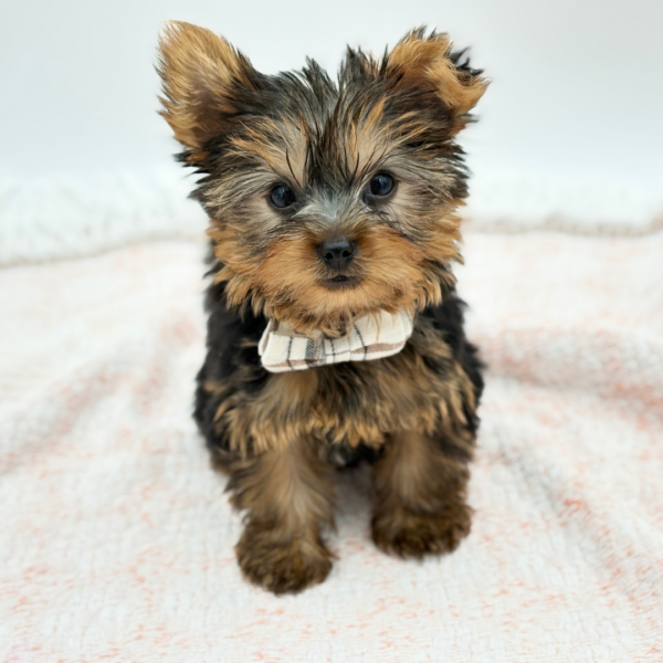 Bran — Yorkshire Terrier — Image 3
