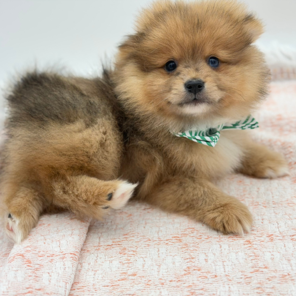 Velkan — Pomeranian — Image 2