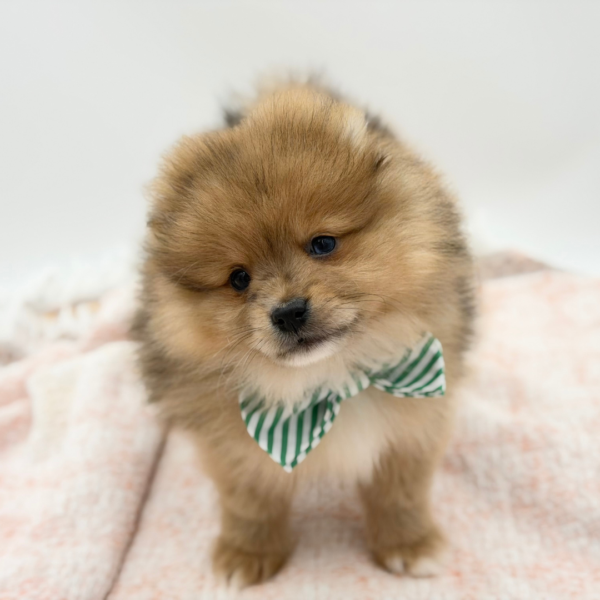 Velkan — Pomeranian — Image 1