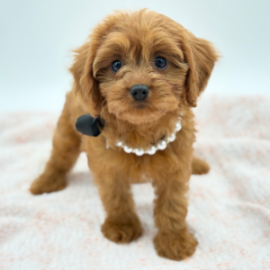 Cavapoo (F) – 31253