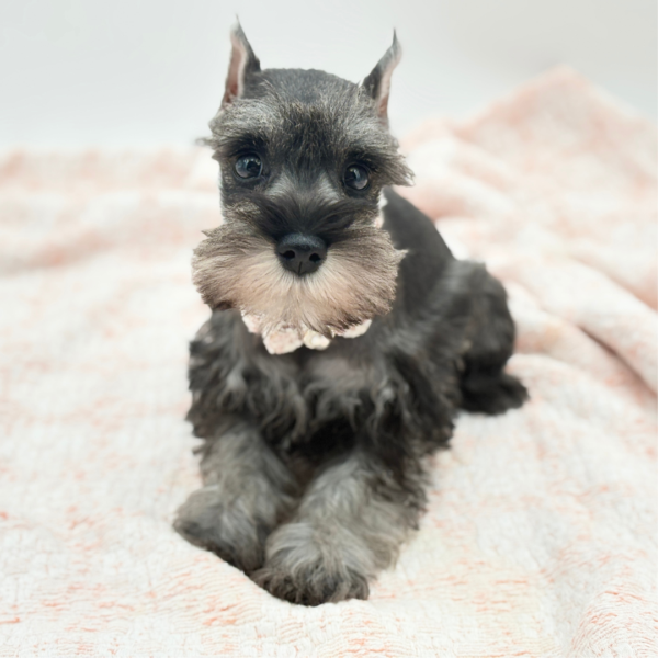 Clover — Miniature Schnauzer — Image 1