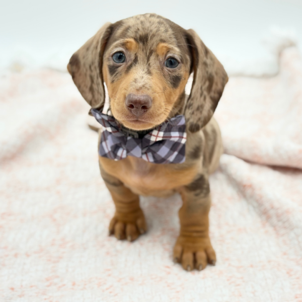 Dachshund