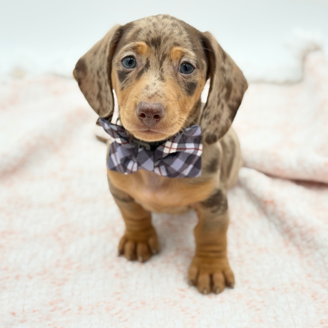 Dachshund in Longboat Key, FL
