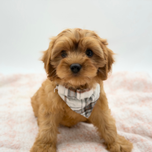 Cavapoo (M) – 31252