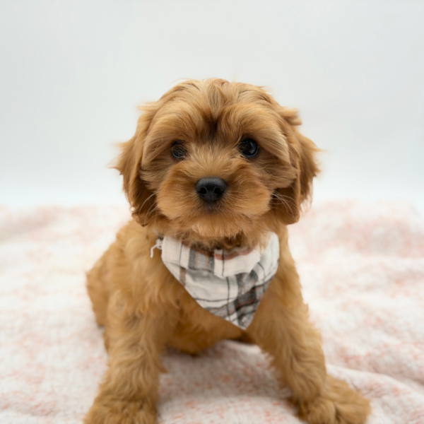 Cavapoo