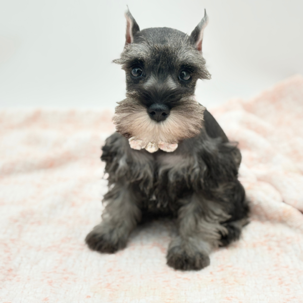 Clover — Miniature Schnauzer — Image 3