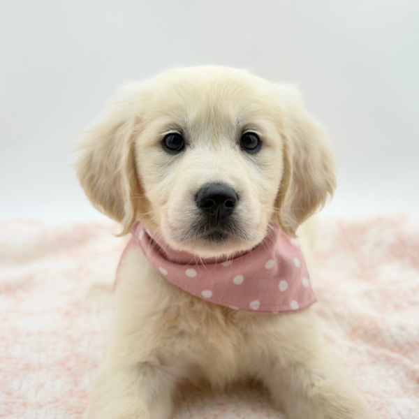 Judie — Golden Retriever — Image 3