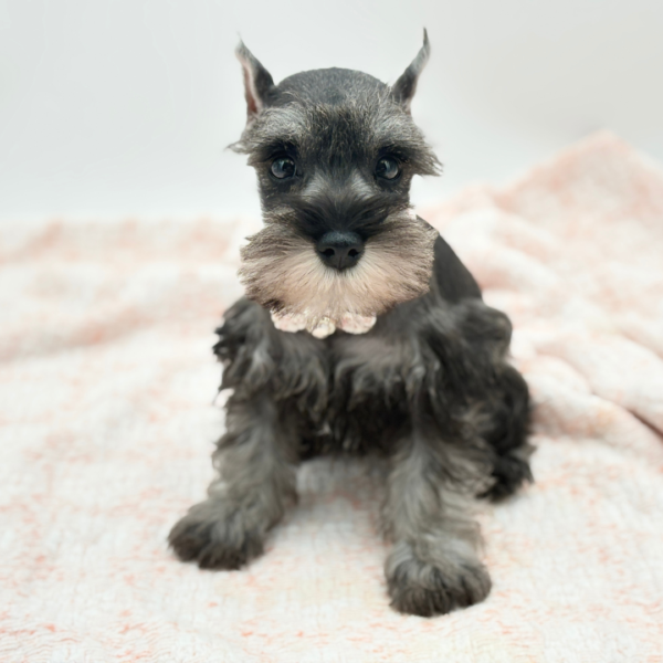 Clover — Miniature Schnauzer — Image 4