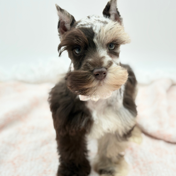 Miniature Schnauzer