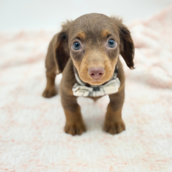 Dachshund