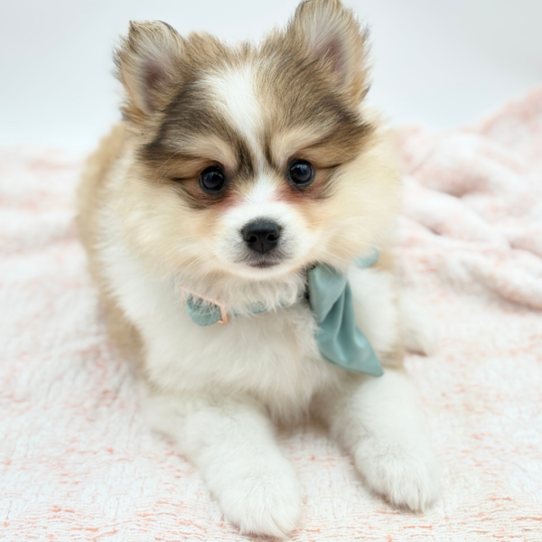Rúna — Pomsky — Image 1