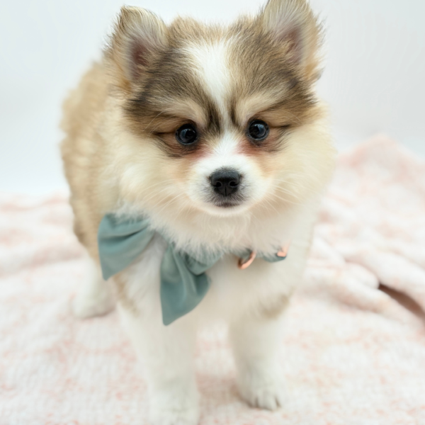 Rúna — Pomsky — Image 3
