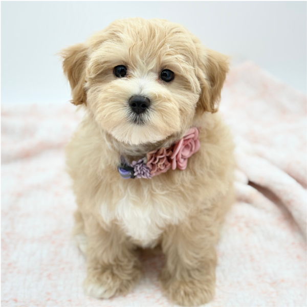 Hazel — Maltipoo — Image 3