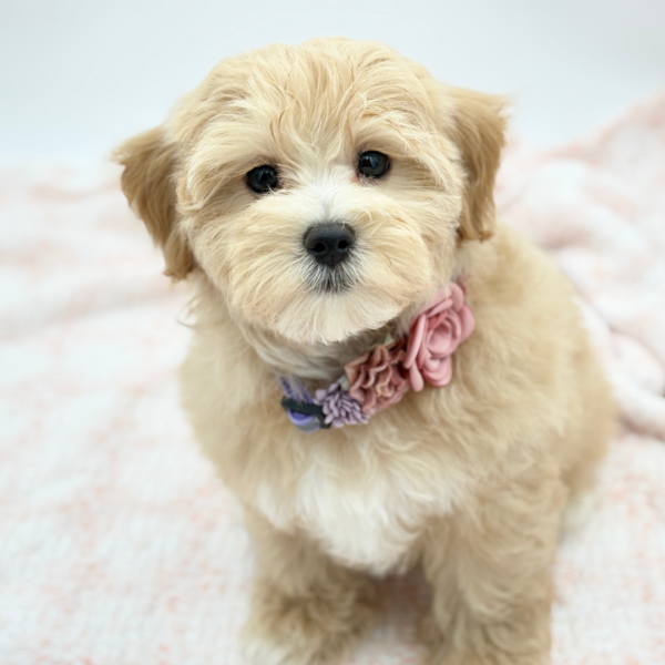 Hazel — Maltipoo — Image 2