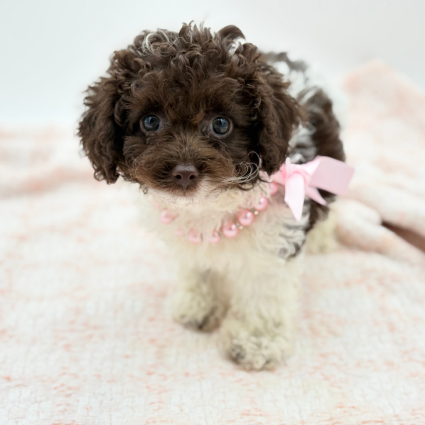 Juniper — Poodle Mini — Image 2