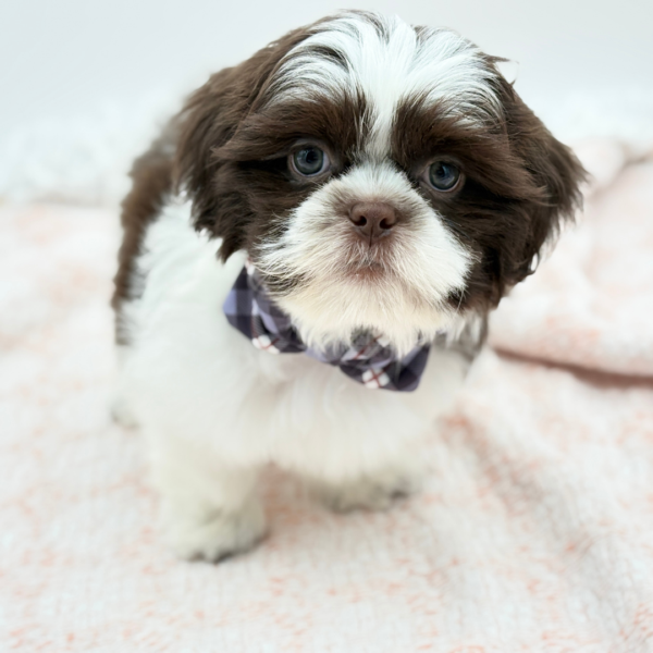 Tater — Shih Tzu — Image 3