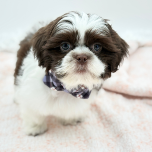 Tater — photo 2