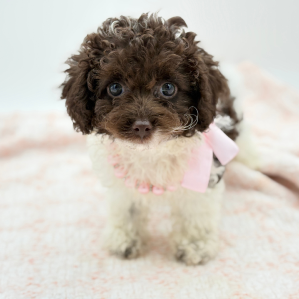 Juniper — Poodle Mini — Image 3