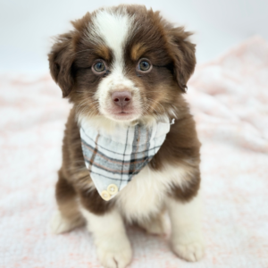 Briar — photo 2