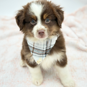 Briar — photo 3