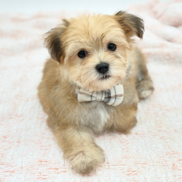 Havoc — Morkie — Image 1