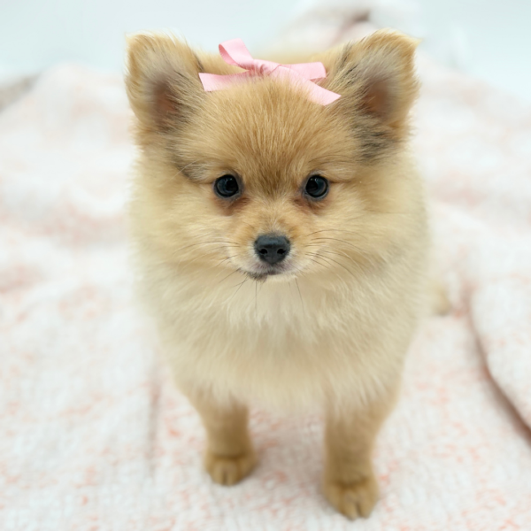 Arya — Pomeranian — Image 2