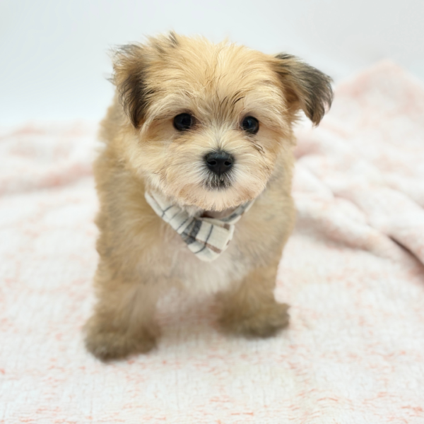 Havoc — Morkie — Image 3