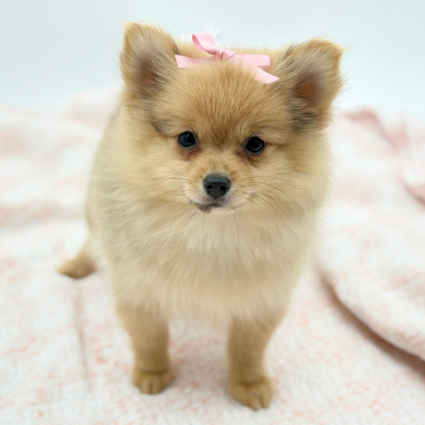 Arya — Pomeranian — Image 3