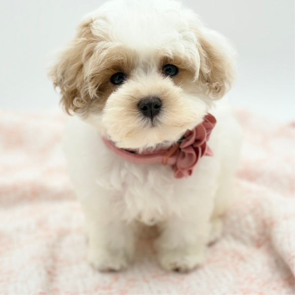 Catelyn — Maltipoo — Image 1