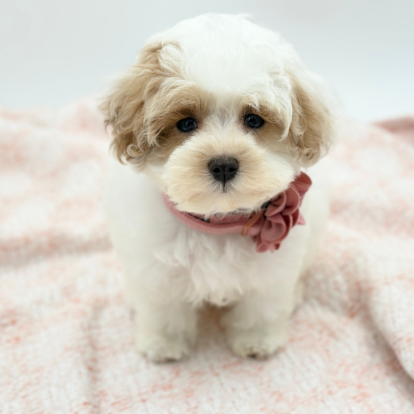 Catelyn — Maltipoo — Image 3