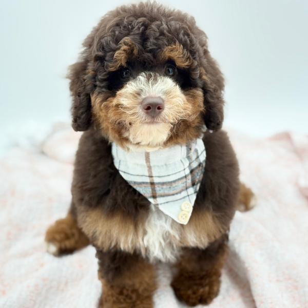 Ramsay — Bernedoodle Mini 2nd Gen — Image 1