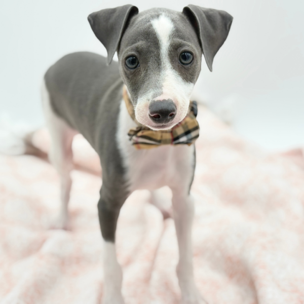 Fettuccine — Italian Greyhound — Image 4