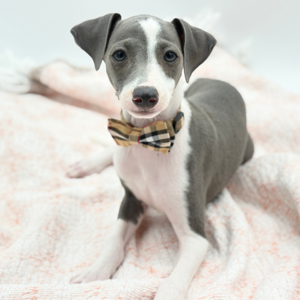 Fettuccine — Italian Greyhound — Image 1