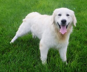 Hugo