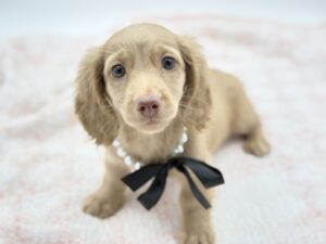 Dachshund (F)- 31269