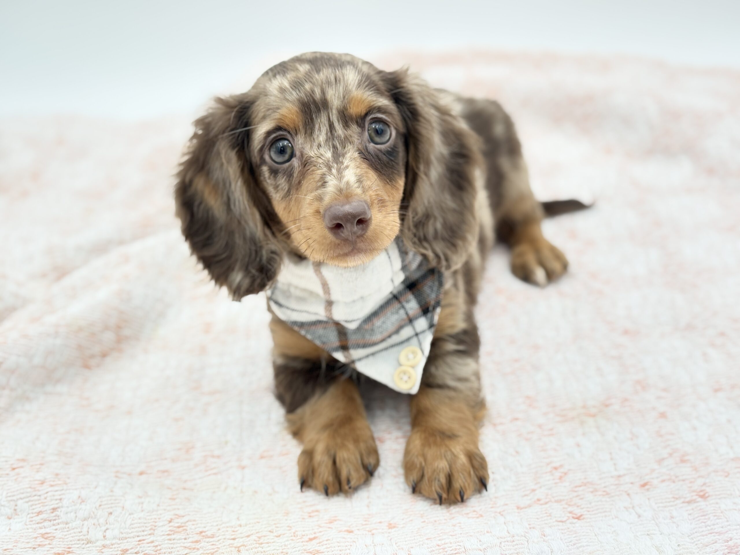 Dachshund in Lakewood Ranch, FL