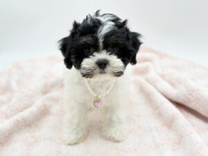 Truffle — photo 3