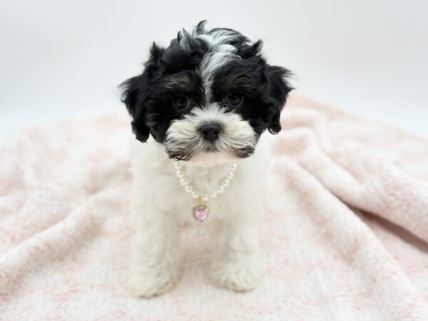 Truffle — Teddy Bear — Image 3