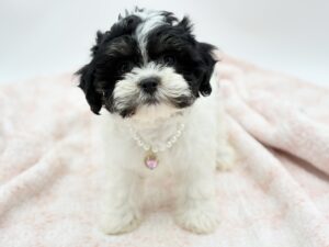 Truffle — photo 2