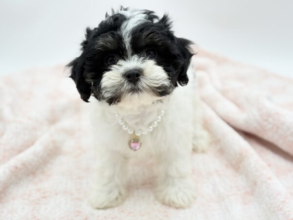 Truffle — Teddy Bear — Image 2