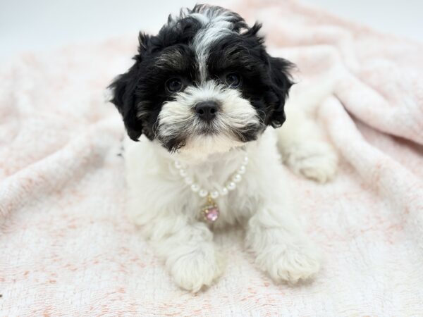 Truffle — Teddy Bear — Image 1