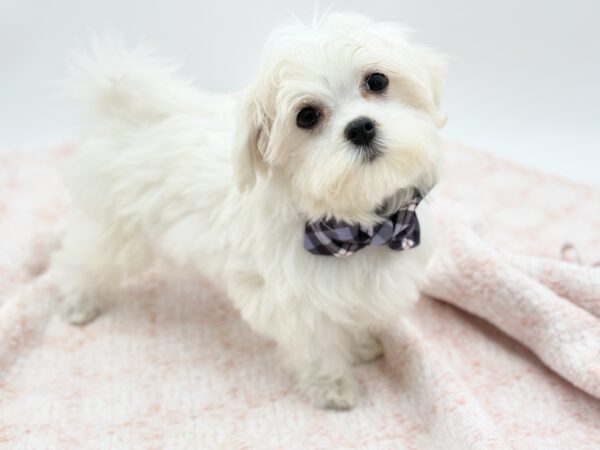Latte — Maltese — Image 2