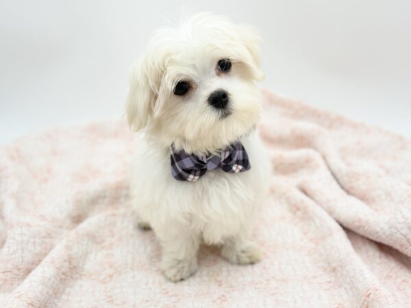 Latte — Maltese — Image 1