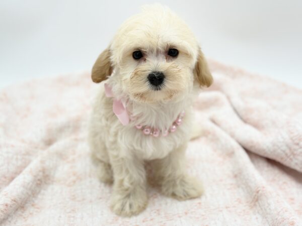 Chai — Maltipoo — Image 4
