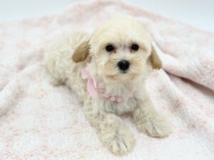 Chai — photo 2