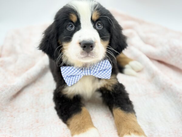 Bourbon — Bernese Mountain Dog — Image 4