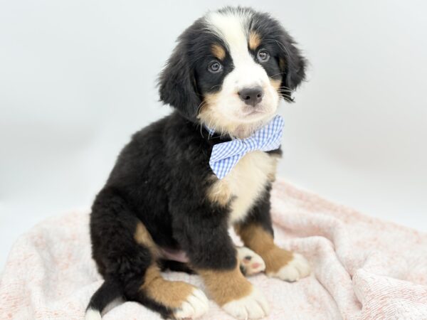 Bourbon — Bernese Mountain Dog — Image 2