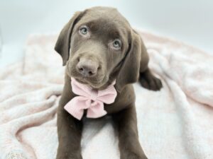 Brandy — photo 1