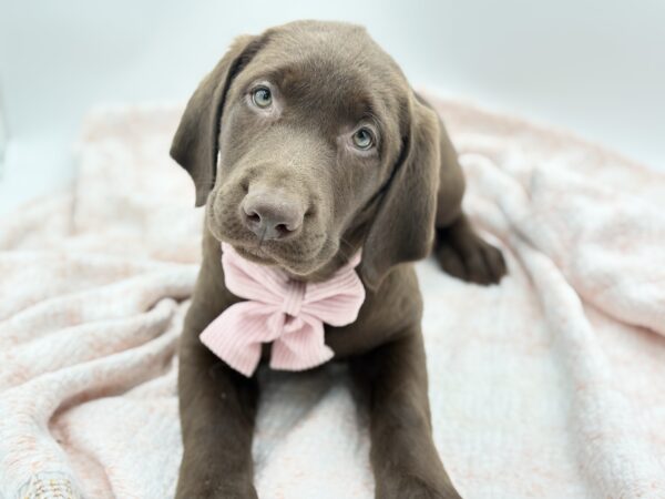Brandy — Labrador Retriever — Image 1